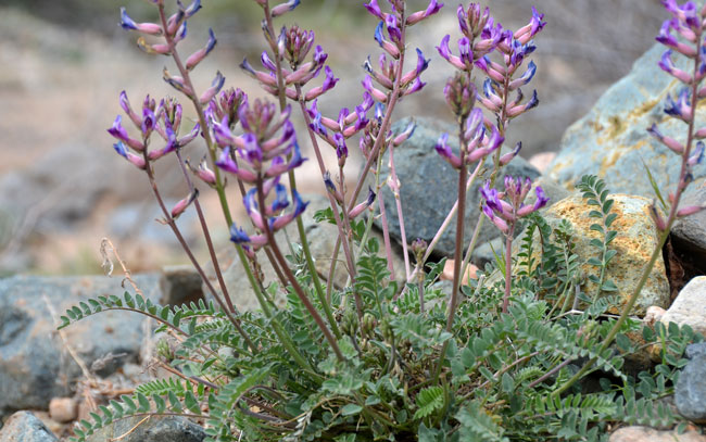 Astragalus tephrodes, Ashen Milkvetch, Southwest Desert Flora